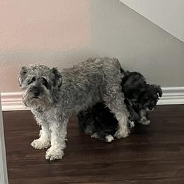 Miniature Schnauzer Puppies from Sugarbaby Kennel