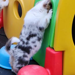 American Corgi Puppies from Wigglebutts American Corgis