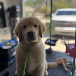Golden Retriever Puppies from Chrysanthos Golden Retrievers