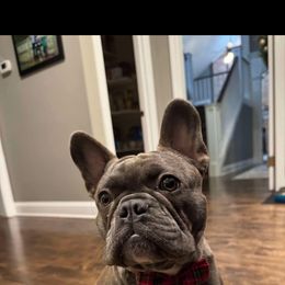 French Bulldog All Grown Up from Lakeview Frenchies