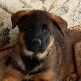 Sapphire - Black and tan male German Shepherd puppy in Anaheim, California from Hanan's German Shepherds