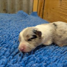 AKC Blue Merle Girl 2 - Blue merle female Border Collie puppy in Noble, Oklahoma from CheckItOut Border Collies
