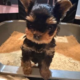 Oliver - Black and gold male Yorkshire Terrier puppy in Forest Hill, Maryland from Chikito's Yorkies