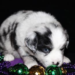 Clover - Blue merle male Australian Shepherd puppy in Colorado Springs, Colorado from Rocky Mountain Aussies