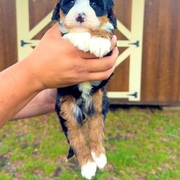 Teddy - Tri-color male Bernedoodle puppy in Greenville, Texas from Doodles of Promise