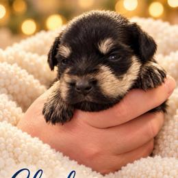 Charlie - Black and silver male Miniature Schnauzer puppy in Hull, Georgia from Ardent Miniature Schnauzers of Athens