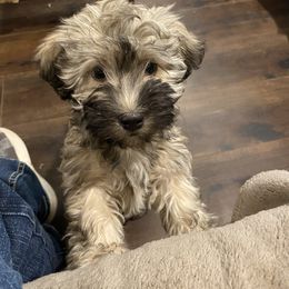 Havanese Puppies from Missing Creek Ranch