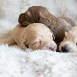 Dachshund Puppies from CTX Doxies