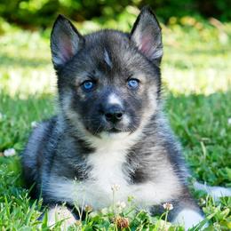 Violet - Agouti and white female Siberian Husky puppy in Knoxville, Tennessee from The Siberian Empire