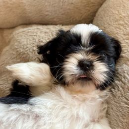 Great Pyrenees and Shih Tzu Puppies from Whiterock Farm at Dutch Creek