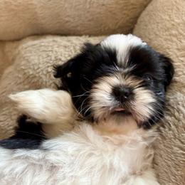 Great Pyrenees and Shih Tzu Puppies from Whiterock Farm at Dutch Creek