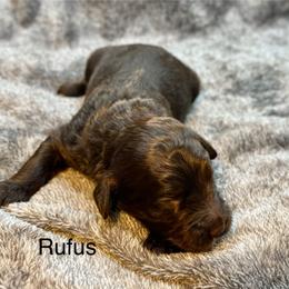 Rufus - Chocolate male Goldendoodle puppy in New Ringgold, Pennsylvania from Hawk Mountain Doodles