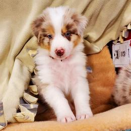 Australian Shepherd Puppies from Red Cloud Australian Shepherds