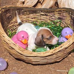 Lisa - Piebald female Dachshund puppy in Liberty, North Carolina from Heavenly Doxies