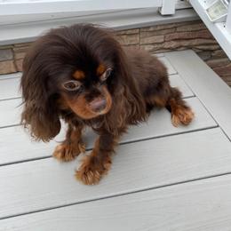 Mr Goodbar - Chocolate male Cavalier King Charles Spaniel puppy in Salt Lake City, Utah from Cavaliers Love