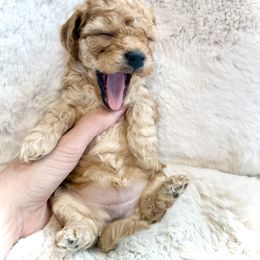 Goldendoodle Puppies from Wish Locket Pups