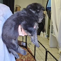 German Shepherd Puppies from Hughes shepherds