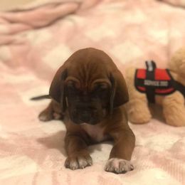 Redbone Coonhound Puppies from Helper Hounds