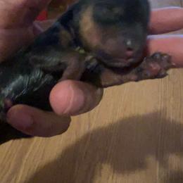 Baby Rosie - Black and tan female Yorkshire Terrier puppy in Keyser, West Virginia from Bella’s Yorkies