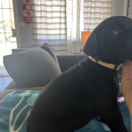 Cane Corso Puppies from Ragnarok kennels