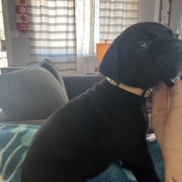 Cane Corso Puppies from Ragnarok kennels