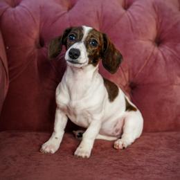 Princess Venellope - Piebald female Dachshund puppy in Temecula, California from Naomi Magee's Dachshund Kennel