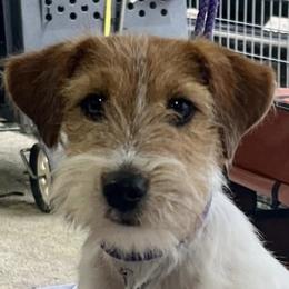 Jules - Russell Terrier