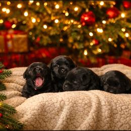 3rd pick - Black male Labrador Retriever puppy in Saunemin, Illinois from Shooting Star Labs