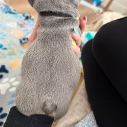 Nala - Tricolors female French Bulldog puppy in Asheville, North Carolina from MTO KENNELS