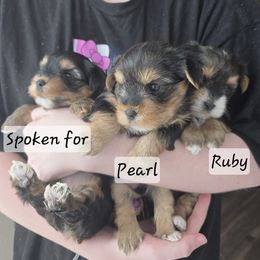 Yorkshire Terrier Puppies from Eleventyseven Yorkies