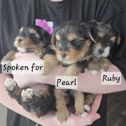 Yorkshire Terrier Puppies from Eleventyseven Yorkies