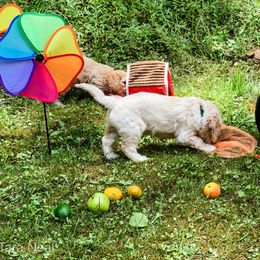 Goldendoodle Puppies from Coal Country Doodles