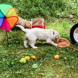 Goldendoodle Puppies from Coal Country Doodles