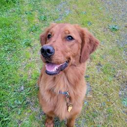 Cedar - Golden Retriever