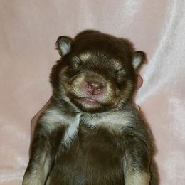 Pomsky Puppies from JC's Mitten Pomskies