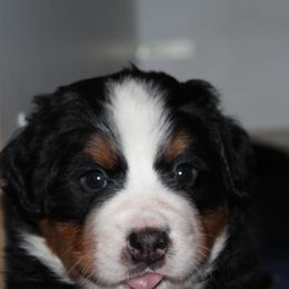 Bernese Mountain Dog Puppies from Baby Bear Bernese Kennel