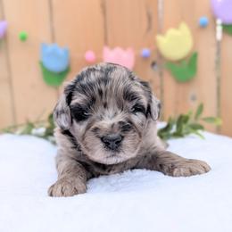 Red  Collar - Blue merle male Aussiedoodle puppy in Coulee City, Washington from Mr and Mrs Doodle Farm