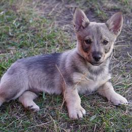 Light Blue Boy - Gray male Swedish Vallhund puppy in Minnesota from Maena Swedish Vallhunds