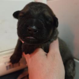 Black Collar Boy - Sable male German Shepherd puppy in Dallas, Pennsylvania from Mountainside German Shepherds