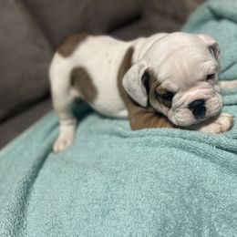 Bulldog Puppies from Shelby's English Bulldogs