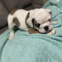 Bulldog Puppies from Shelby's English Bulldogs
