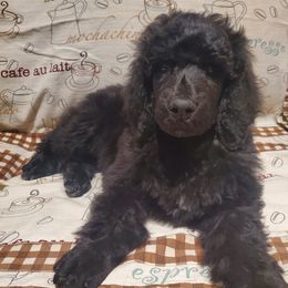 Cappuccino - Black male Poodle puppy in Lubbock, Texas from Hidden Gems