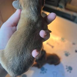 Cream Boy - Cream male Dachshund puppy in Moundville, Missouri from Edgewood Acres Miniature Longhair Dachshunds
