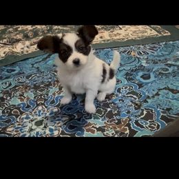 Henry - White black and tan male Papillon puppy in Howe, Oklahoma from Southern Sweet Papillons