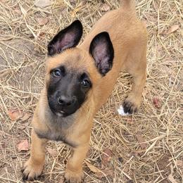 "Maple" Belgian Malinois Puppies from Heavenly Firefly Belgian Malinois