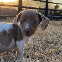 Prancer - Gray and tan Dachshund puppy in Fort Worth, Texas from Louis' Litters