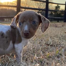 Prancer - Gray and tan Dachshund puppy in Fort Worth, Texas from Louis' Litters