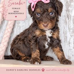 Sarabi - Phantom female Bernedoodle puppy in Otisville, Michigan from Danie’s Darling Doodles LLC