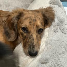 Rhuby - Dachshund