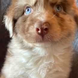 Australian Shepherds from Hope Risings Aussies